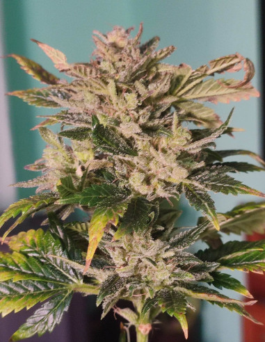 Auto Creme  The La Alien Feminizowane (Gnomes Seeds)-Gnomes Seeds-GnomesGarden