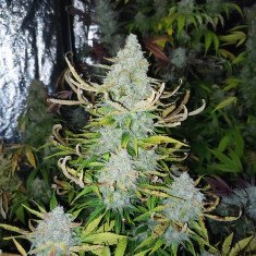 Auto Devil Toofless XXL Feminisiert (Gnomes Seeds)