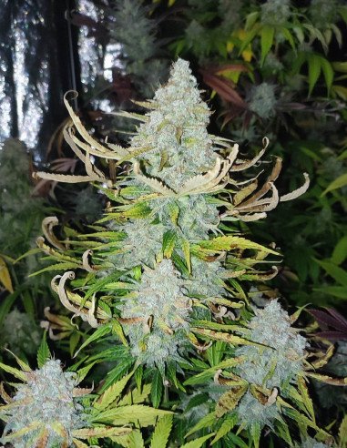 Auto Devil Toofless XXL Feminizowane (Gnomes Seeds)