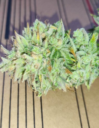 Auto Grandpa's Alien Stash Feminized (Gnomes Seeds)