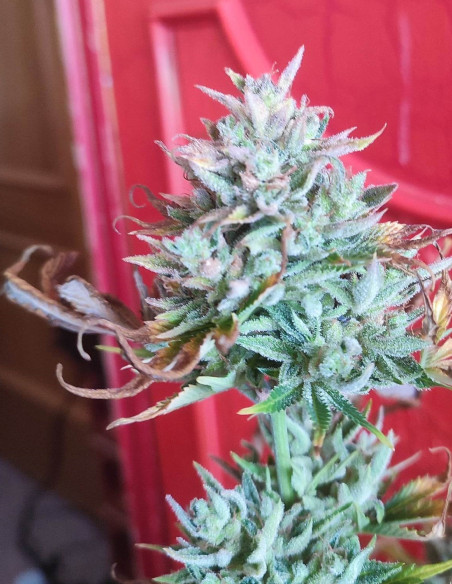 Auto Grandpa's Alien Stash Feminized (Gnomes Seeds)-Gnomes Seeds-GnomesGarden