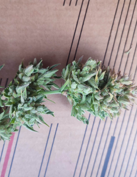 Auto Grandpa's Alien Stash Feminized (Gnomes Seeds)-Gnomes Seeds-GnomesGarden