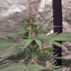 Auto Mazar Toofless Feminizado (Gnomes Seeds)
