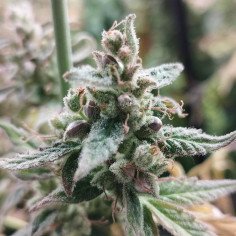 Auto Super Lemon Toofless Feminisiert (Gnomes Seeds)