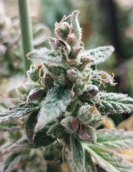 Auto Super Lemon Toofless Feminized (Gnomes Seeds)-Gnomes Seeds-GnomesGarden