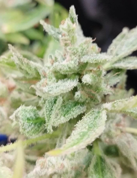 Auto Super Lemon Toofless Feminized (Gnomes Seeds)-Gnomes Seeds-GnomesGarden