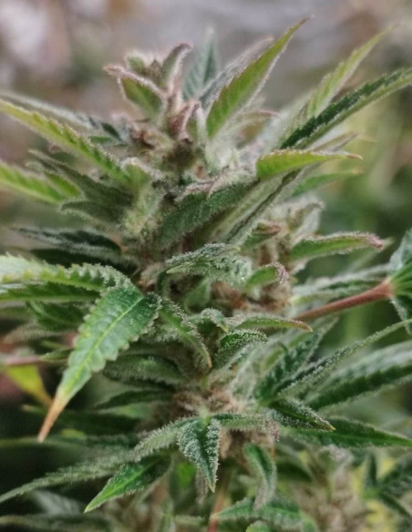 Auto Super Lemon Toofless Feminized (Gnomes Seeds)-Gnomes Seeds-GnomesGarden