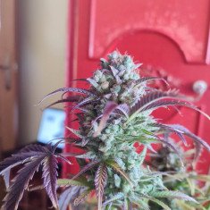 Auto OG Alien Feminizado (Gnomes Seeds)