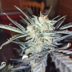 Auto Triple Toofless XL Feminisiert (Gnomes Seeds)