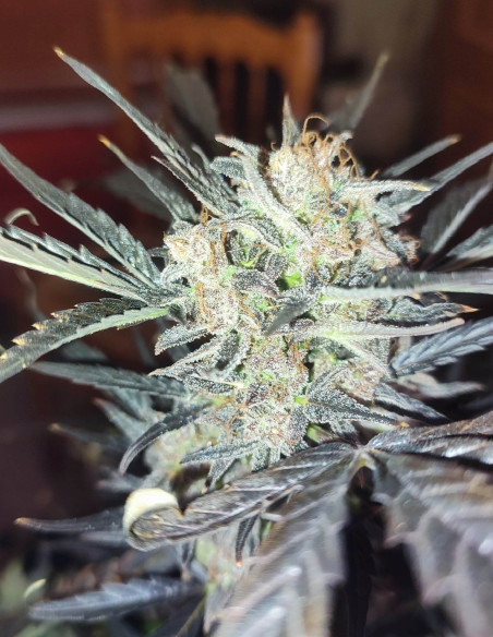 Auto Triple Toofless XL Feminizado (Gnomes Seeds)-Gnomes Seeds-GnomesGarden