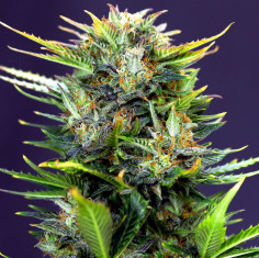 Auto Frosted Guava Feminizado (Gnomes Seeds)