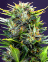 Auto Frosted Guava Feminizowane (Gnomes Seeds)