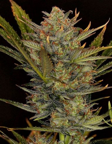 Auto Jungle Lave Feminized (Gnomes Seeds)