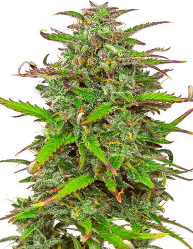 Auto Zkittlez x Tangie Power Feminisiert (Gnomes Seeds)