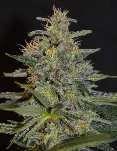 Cheese Cookies Feminisiert (Gnomes Seeds)