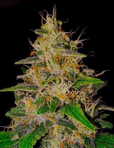 Auto Wedding Cake x Zkittlez Feminisiert (Gnomes Seeds)
