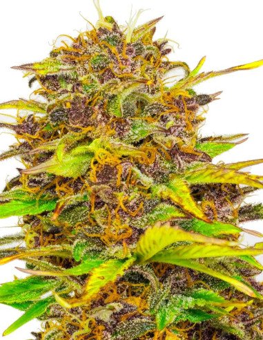 Auto Shiskaberry Feminisiert (Gnomes Seeds)
