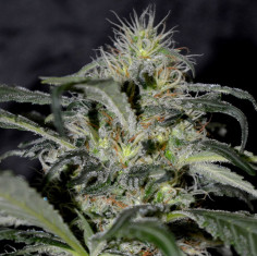 Alien Rock Candy Feminisiert (Gnomes Seeds)