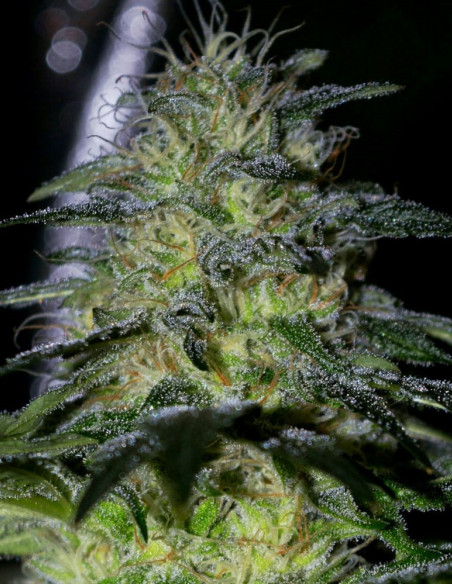Frosted Guava Feminizovane (Gnomes Seeds)-Gnomes Seeds-GnomesGarden