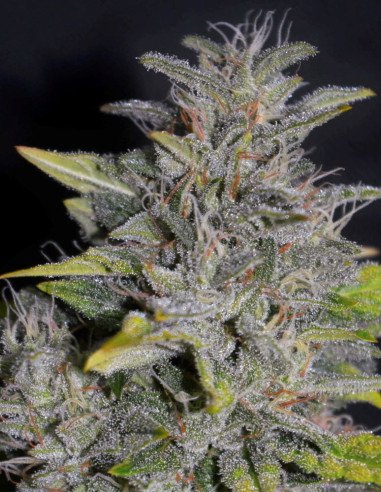 Chocolate Mint OG Feminisiert (Gnomes Seeds)