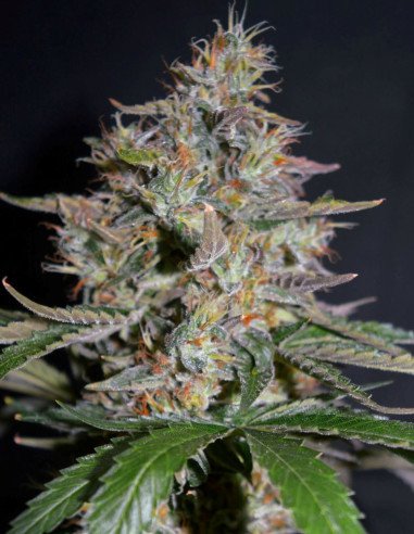 Ice Cream x SFV Feminizowane (Gnomes Seeds)