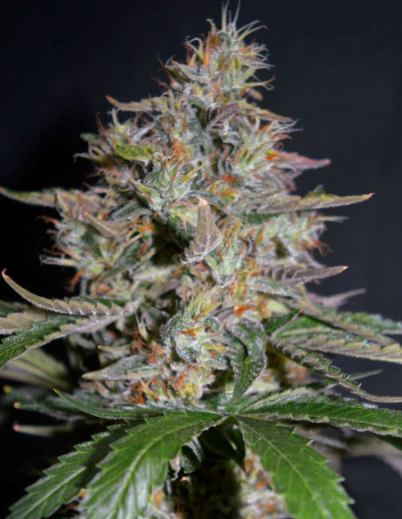 Ice Cream x SFV Feminisiert (Gnomes Seeds)-Gnomes Seeds-GnomesGarden