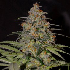 Peanut Butter Breath Feminisiert (Gnomes Seeds)