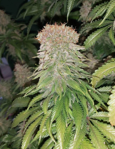 Chemdog  Feminizado (Gnomes Seeds)-Gnomes Seeds-GnomesGarden
