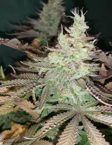 Bruce Banner Feminizado (Gnomes Seeds)-Gnomes Seeds-GnomesGarden
