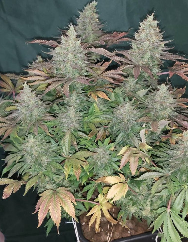 Bruce Banner Feminizado (Gnomes Seeds)-Gnomes Seeds-GnomesGarden