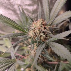 Fast Sour Kushty F1 Feminizado (Gnomes Seeds)
