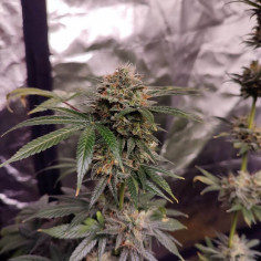 Fast Sour M.G.P F1 Feminisiert (Gnomes Seeds)