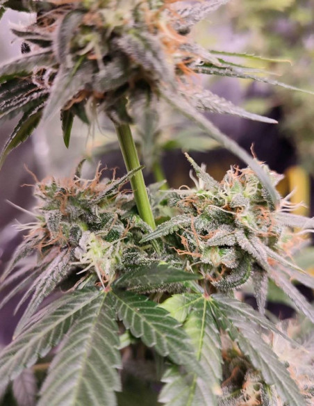 Fast Sour M.G.P F1 Feminizowane (Gnomes Seeds)-Gnomes Seeds-GnomesGarden