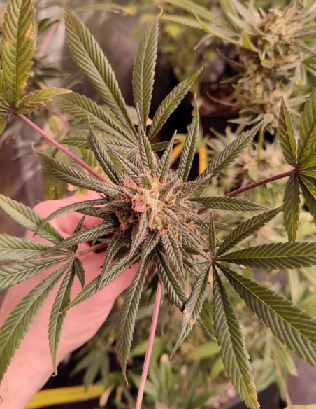 Fast Royal Mazar F1 Feminizovane (Gnomes Seeds)-Gnomes Seeds-GnomesGarden