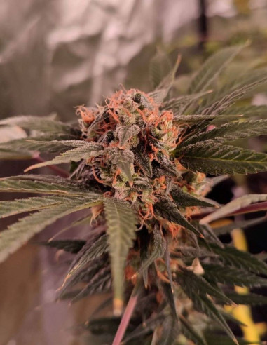 Fast Royal Mazar F1 Feminizado (Gnomes Seeds)-Gnomes Seeds-GnomesGarden