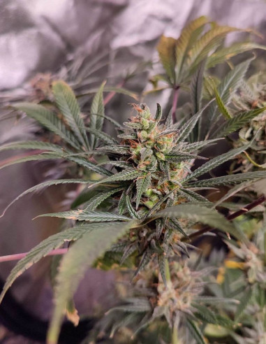 Fast Royal Mazar F1 Feminizado (Gnomes Seeds)-Gnomes Seeds-GnomesGarden