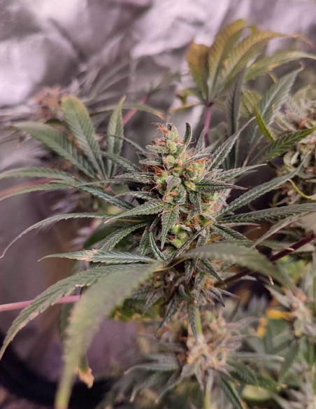 Fast Royal Mazar F1 Feminizado (Gnomes Seeds)-Gnomes Seeds-GnomesGarden