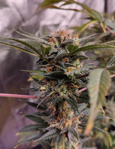 Fast Royal Mazar F1 Feminizovane (Gnomes Seeds)-Gnomes Seeds-GnomesGarden