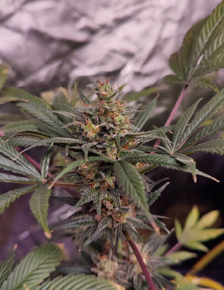 Fast Royal Mazar F1 Feminizado (Gnomes Seeds)-Gnomes Seeds-GnomesGarden
