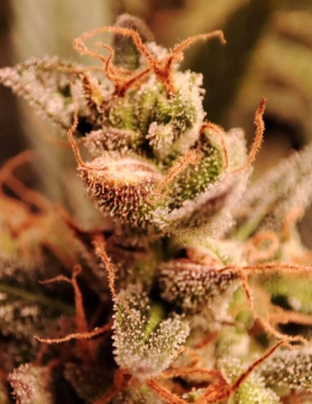 Fast Royal Mazar F1 Feminizovane (Gnomes Seeds)-Gnomes Seeds-GnomesGarden