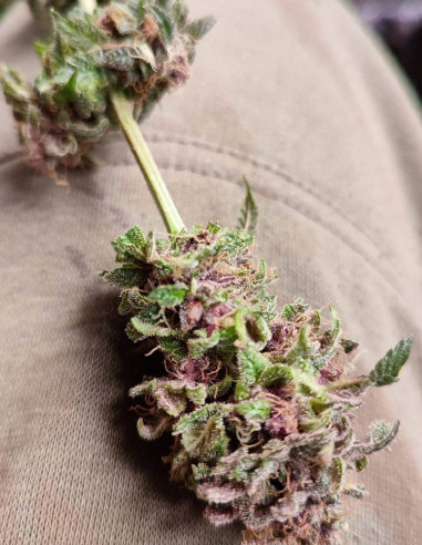 Fast Sour Freeze F1 Feminizowane (Gnomes Seeds)-Gnomes Seeds-GnomesGarden