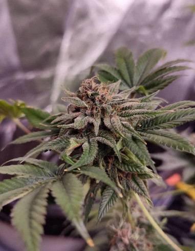 Fast Sour Freeze F1 Feminizowane (Gnomes Seeds)-Gnomes Seeds-GnomesGarden