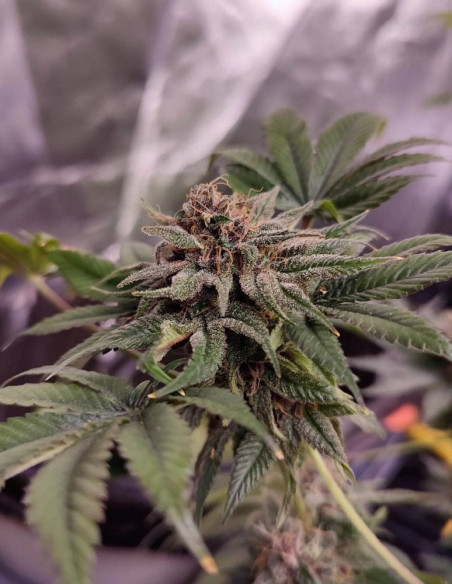 Fast Sour Freeze F1 Feminizowane (Gnomes Seeds)-Gnomes Seeds-GnomesGarden