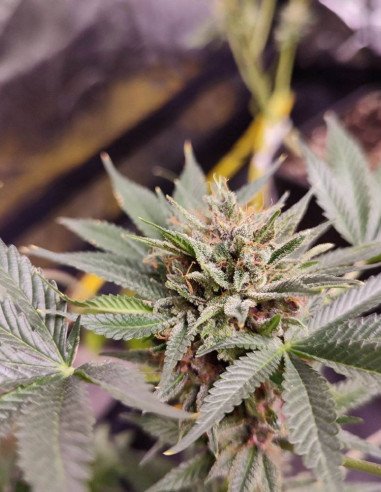 Fast Sour Freeze F1 Feminized (Gnomes Seeds)