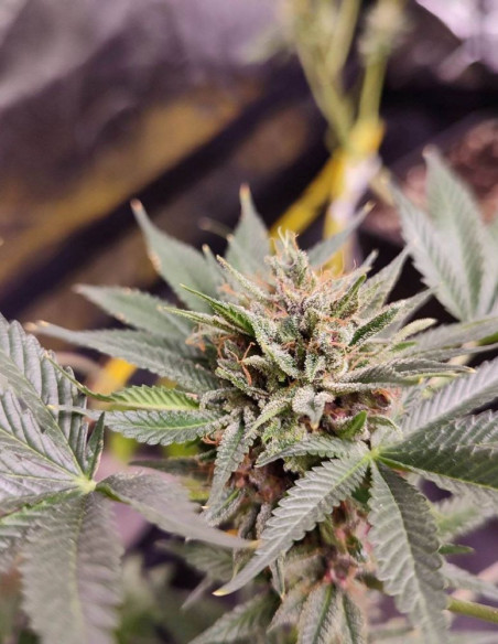 Fast Sour Freeze F1 Feminizowane (Gnomes Seeds)-Gnomes Seeds-GnomesGarden