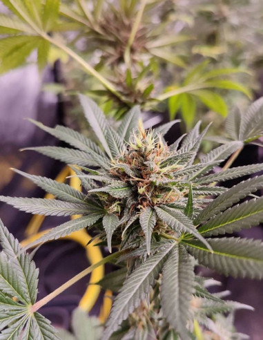 Fast Sour Freeze F1 Feminizowane (Gnomes Seeds)-Gnomes Seeds-GnomesGarden
