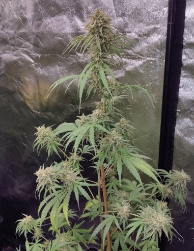 Auto Sour Lilac Diesel Feminized (Gnomes Seeds)