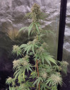 Auto Sour Lilac Diesel Feminizowane (Gnomes Seeds)