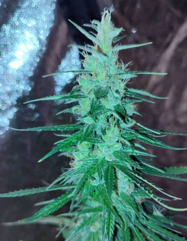 Auto Sour Silver Fox Feminizado (Gnomes Seeds)