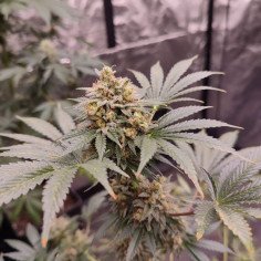 Auto Sour Chem D Feminisiert (Gnomes Seeds)